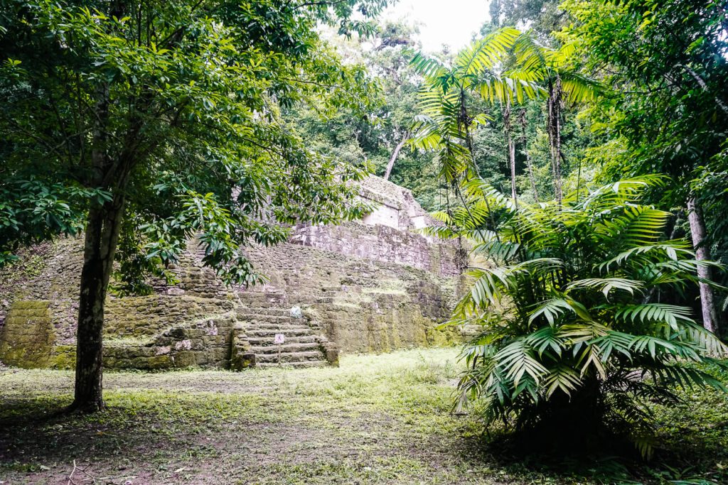 Maya tempels overwoekerd door jungle in Guatemala