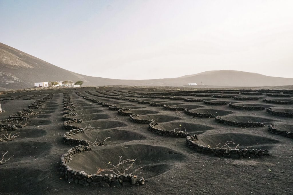 Wine region La geria, consisting of pitch black volcanic soil with small circles in pits, made of piled up stones. In each circle you will find one green plant/vine, filled with lava stones that can hold moisture.