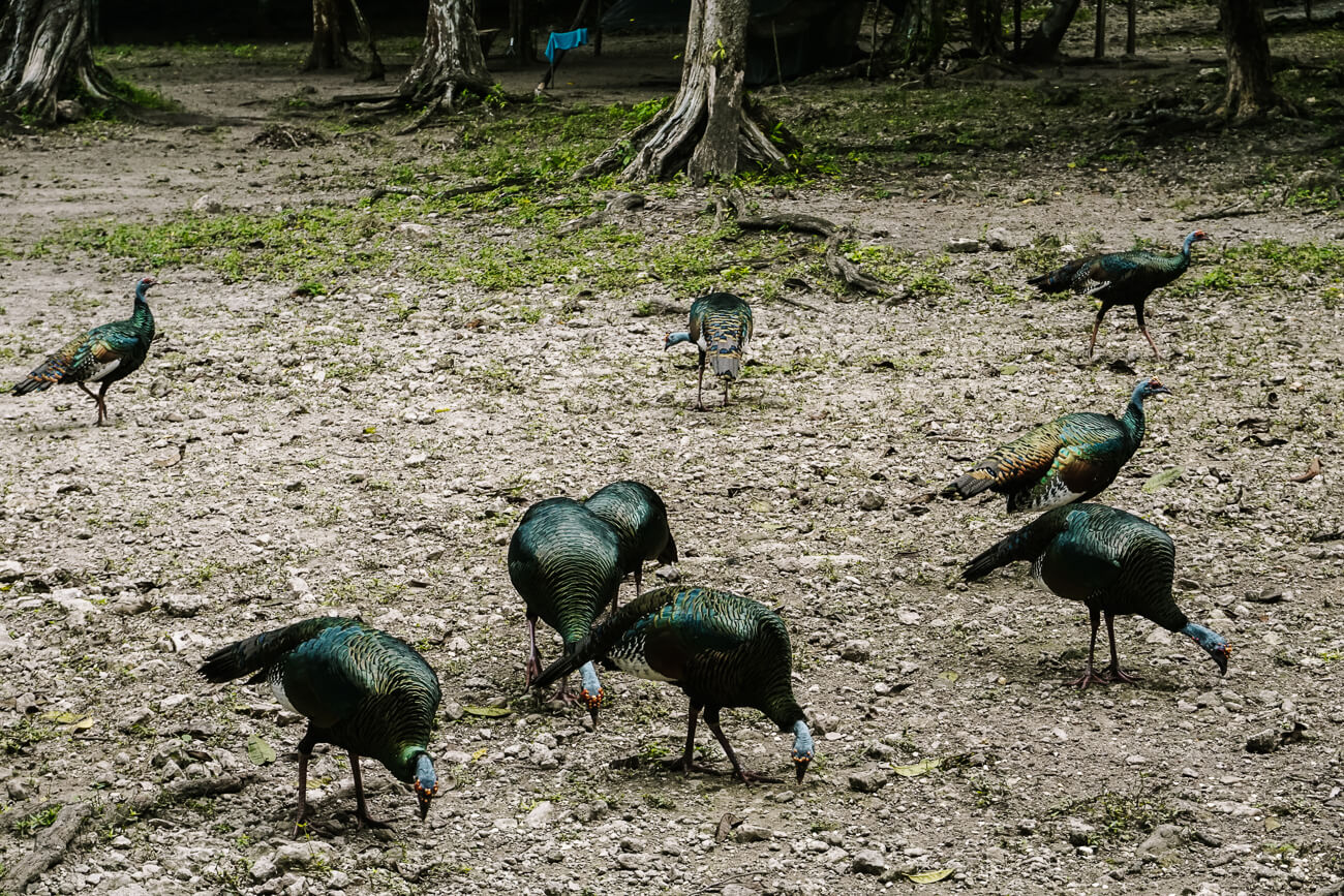 birds (great currasow) on campsite of El mirador Guatemala