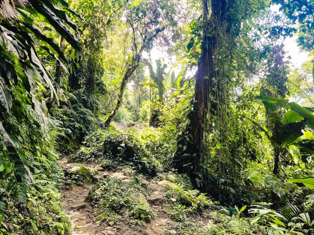 jungle vegetatie tijdens de ciudad perdida hike