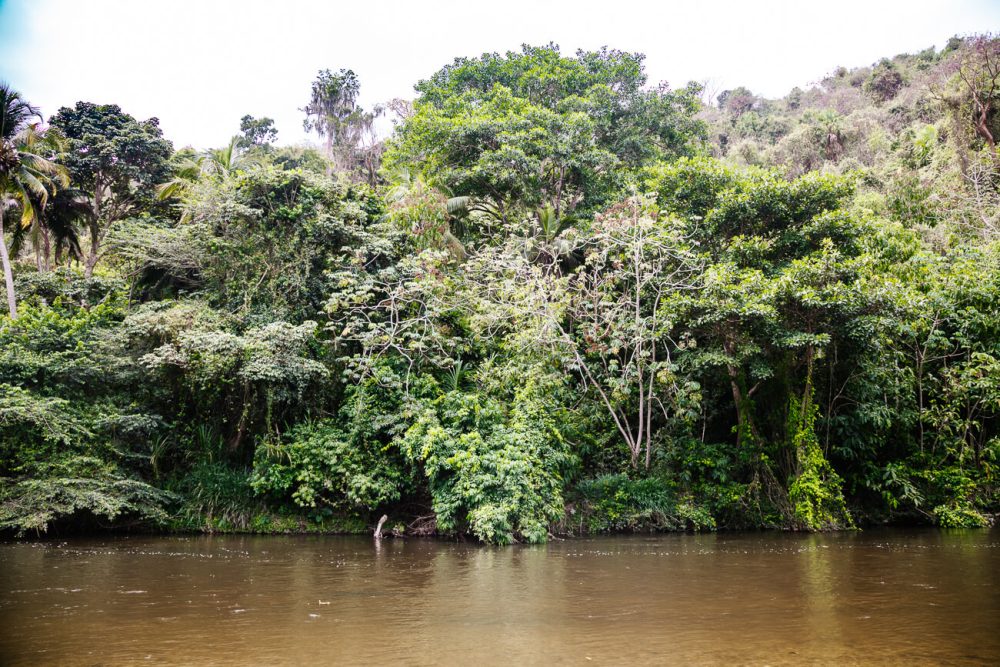 Palomino river Colombia