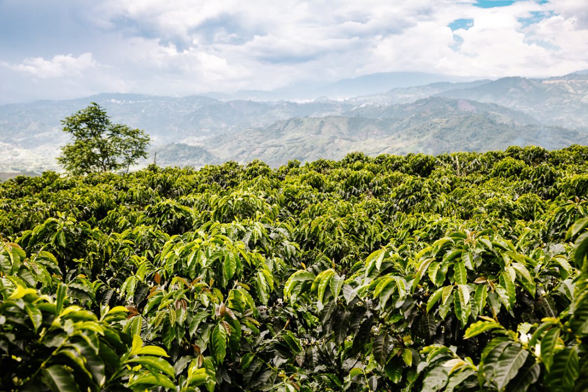 coffee plantation in the region of Armenia, department of Quindio,  Cordillera Central of the Andes mountain range, Colombia, South America  Stock Photo - Alamy