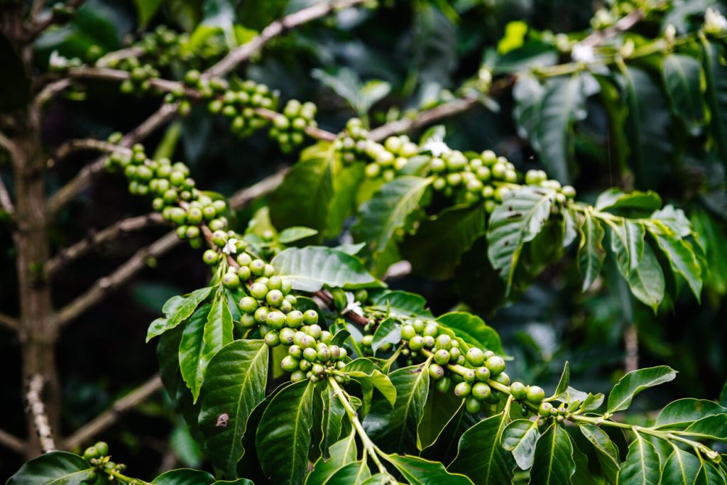 coffee beans in coffee region in Colombia 
