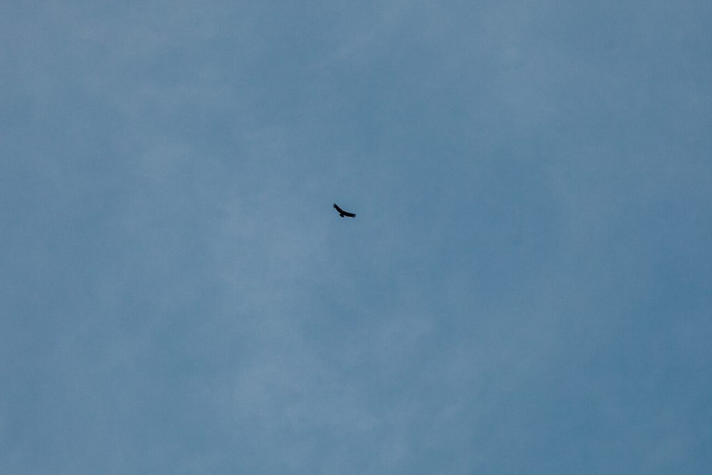 condor flying in Colombia