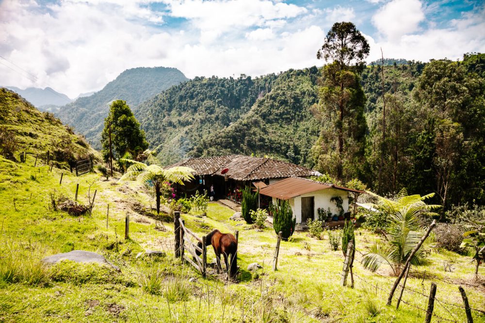 Don Pedro farm in Colombia coffee region 