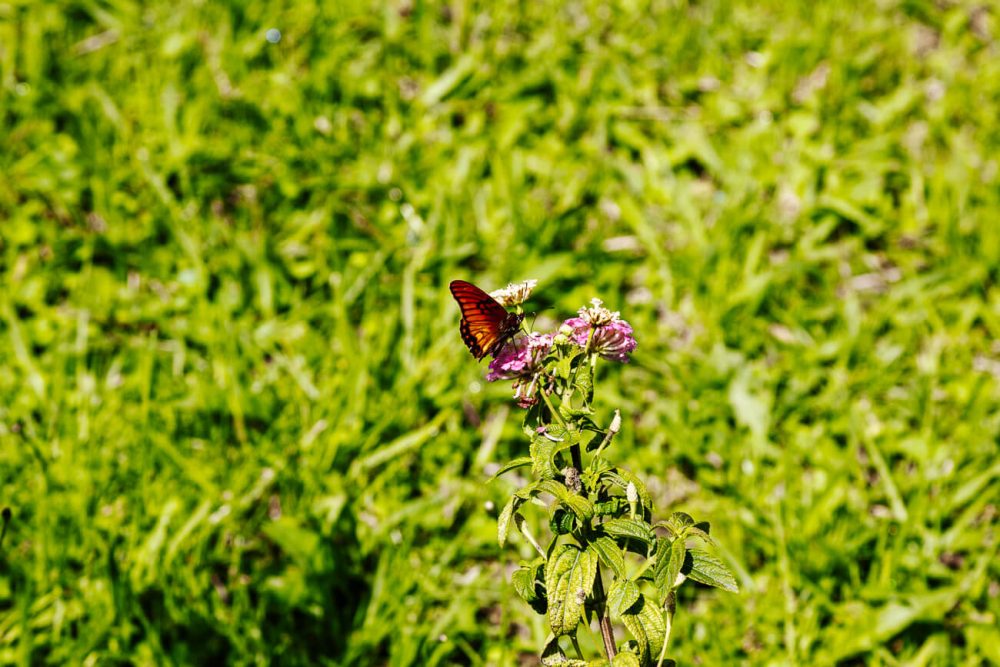 butterfly in Colombia coffee region 