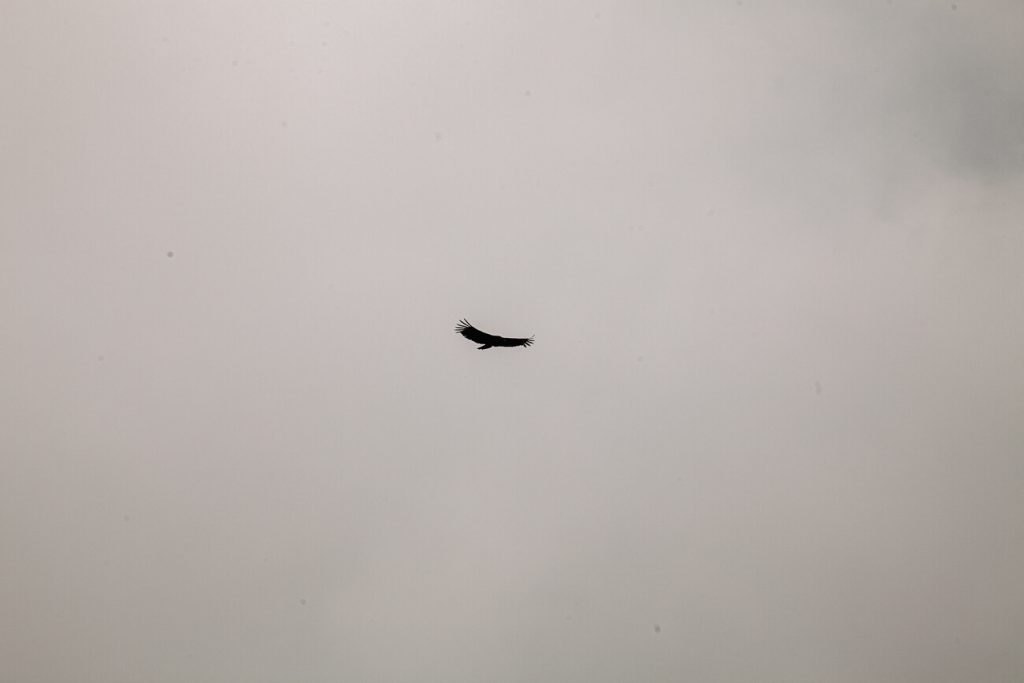 condor in Colombia