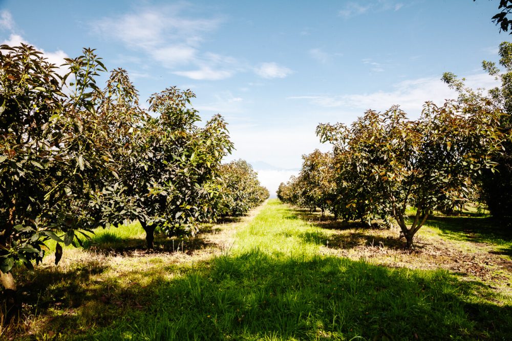 avocado plantation at El Nido del Condor ecolodge