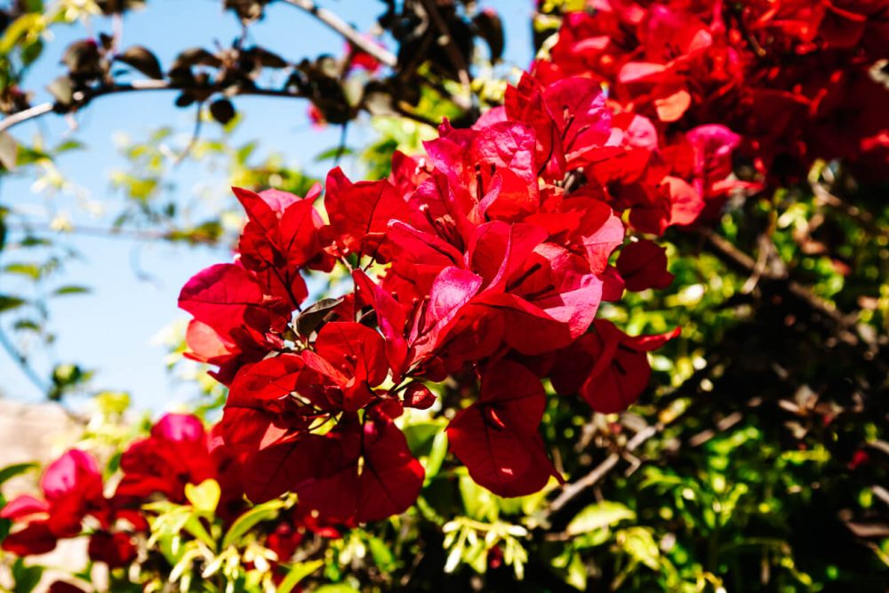rode bloemen op Ibiza
