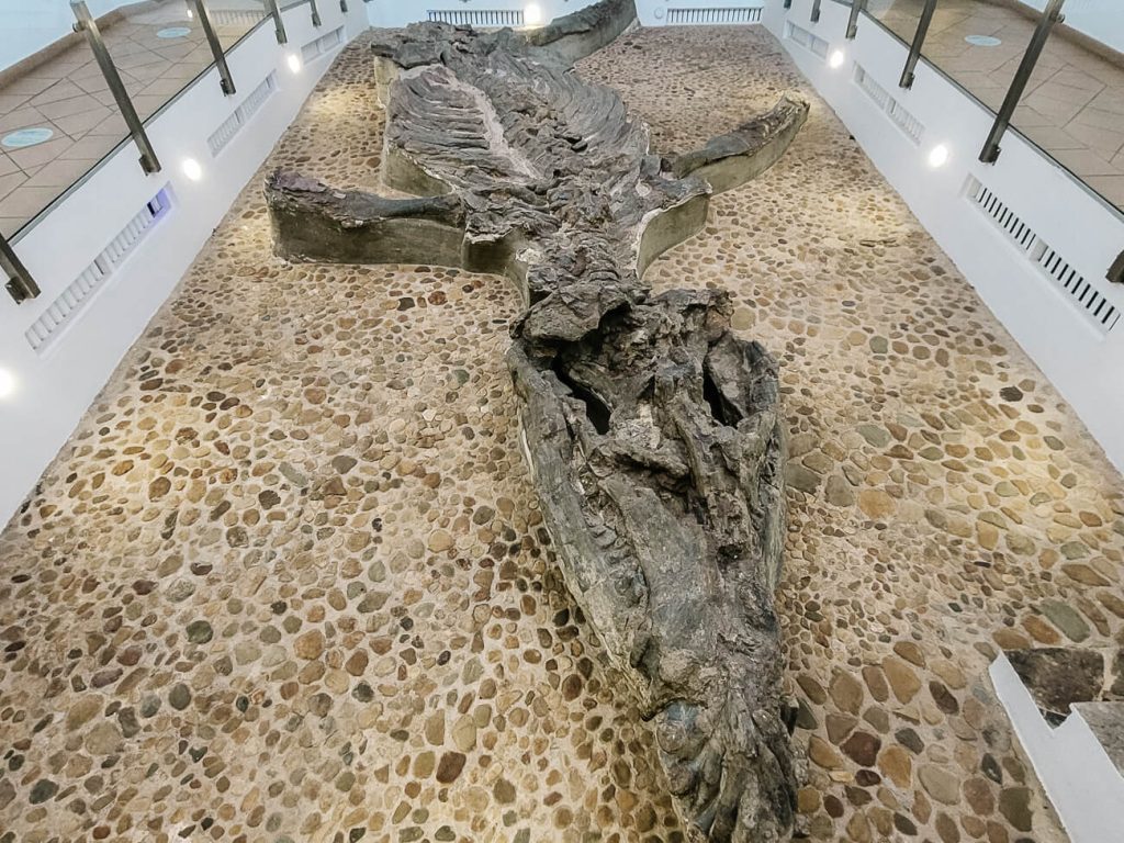 Highlight of your visit is probably the fossil of the kronosaurus, a gigantic marine reptile of almost 10 meters, the only one in the world. In addition, you will find countless other smaller and larger fossils.