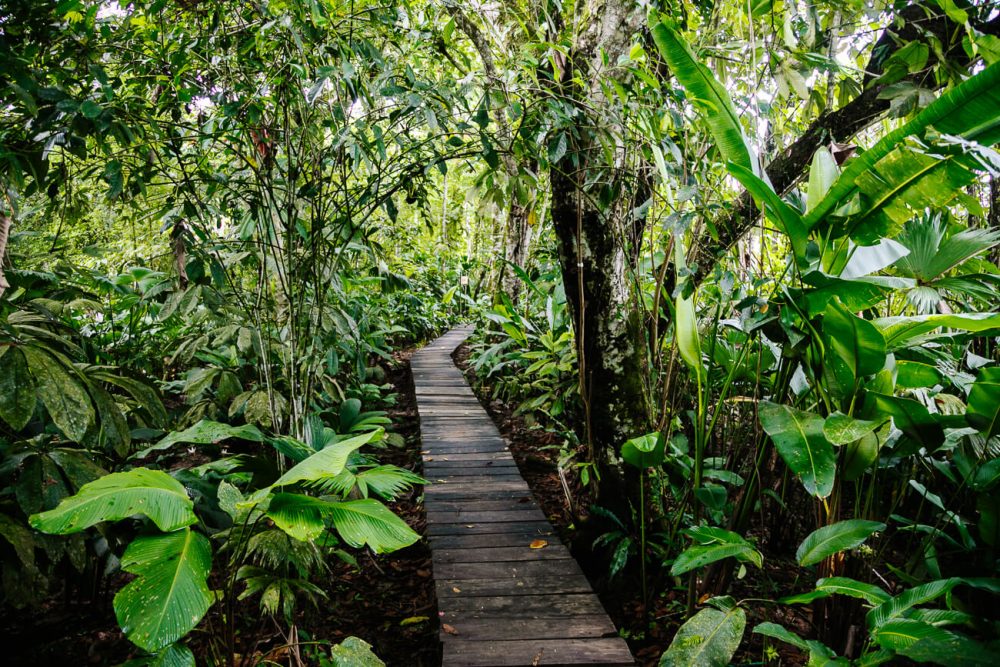 wandelpaden Calanoa jungle lodge in de Amazone van Colombia