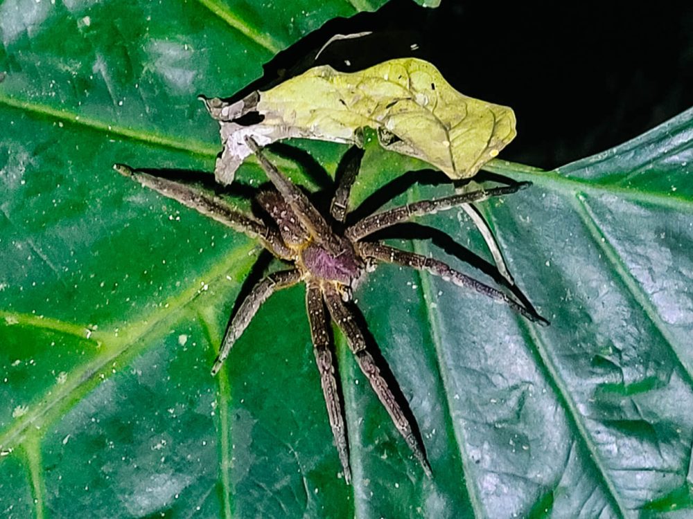 grote spin tijdens nachtwandeling vanuit Calanoa jungle lodge in de Amazone van Colombia