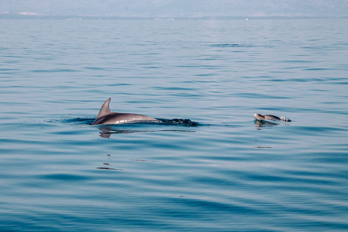 dolphins during dolphintour in Veli Losinj, island in Croatia