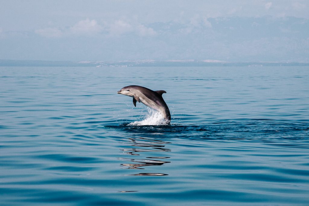 dolphin around Losinj island in Croatia