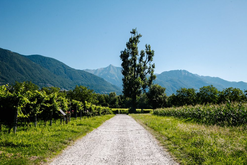 wines in Terreni alla Maggia, a 150 hectare plantation and farm where wine, rice, pasta, corn, polenta, fruit juices and spirits such as grappa, gin and whiskey are produced. One of the best things to do in Ticino in Switzerland 