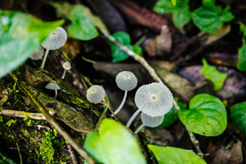 paddenstoelen in Amazone