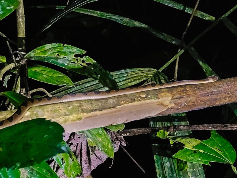 slang op boom in Amazone van Peru