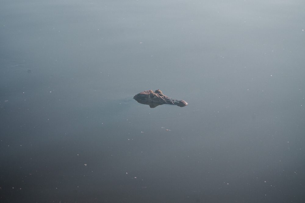 Black caiman in Oxbow lake.