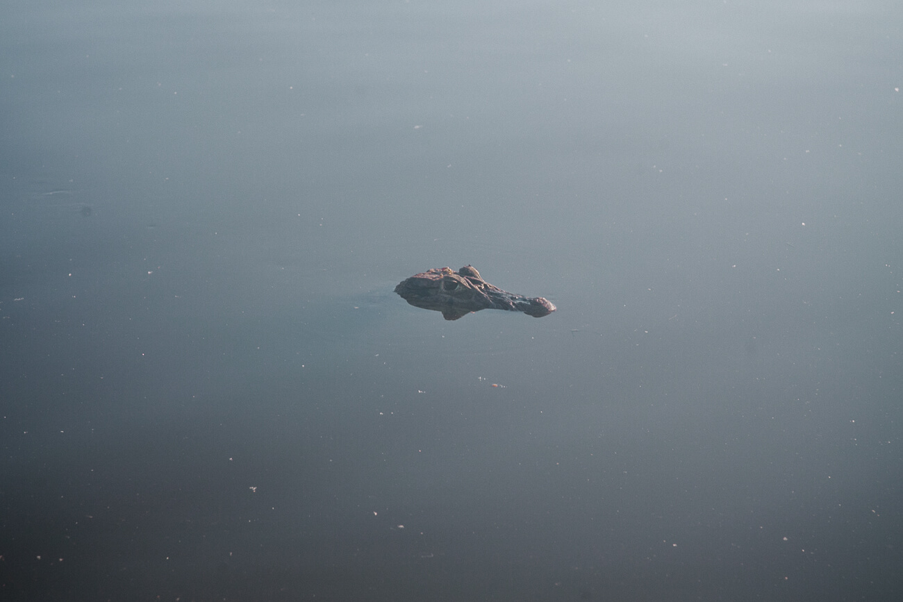 zwarte kaaiman die zwemt in Oxbow lake