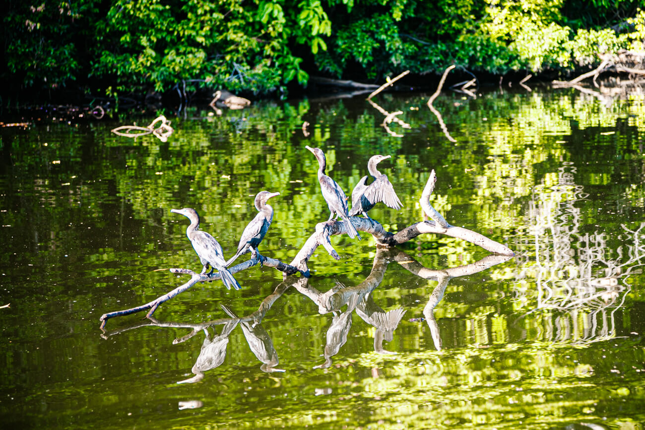 vogels op boomstam op Oxbow lake