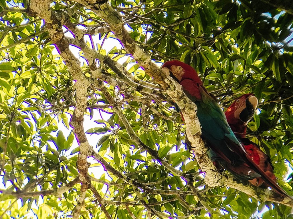 Colorful macaws in Amazon rainforest of Peru.