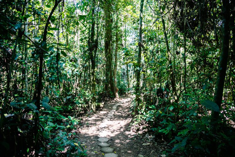 Trails around Posada Amazonas - jungle lodge Tambopata Peru by Rainforest Expeditions