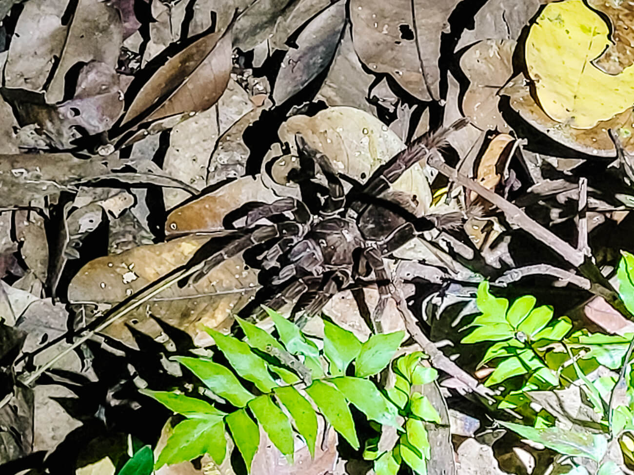 Tarantula in Amazone van Peru.
