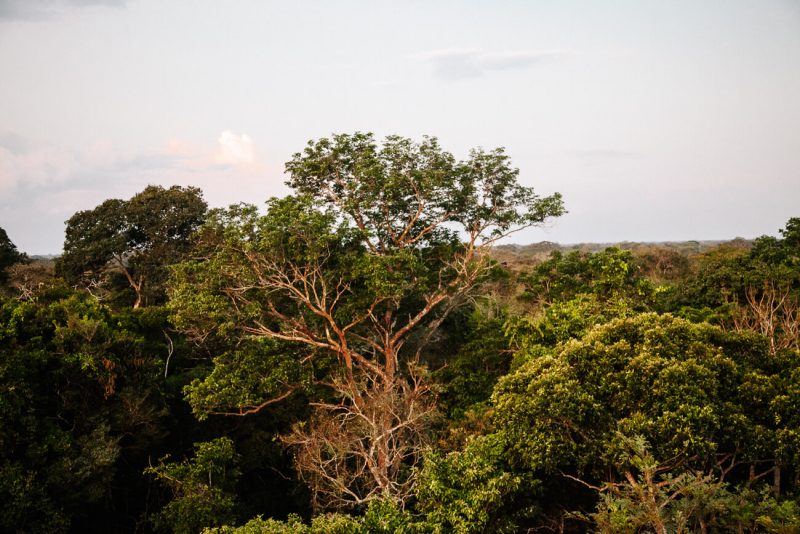 uitzicht vanaf el mirador bij Refugio Amazonas - jungle lodge Tambopata Peru van Rainforest Expeditions