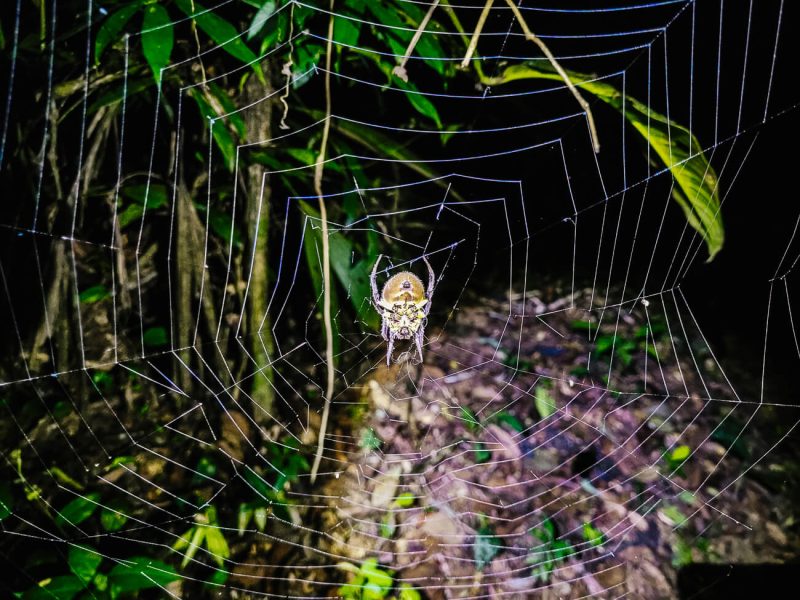 spin in spinnenweb in Zuid Amerika