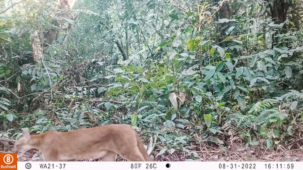 camerabeelden van poema van geplaatste camera in amazone van Peru. Een project van Wired Amazon die zich bezighoudt met onderzoek naar katachtigen.