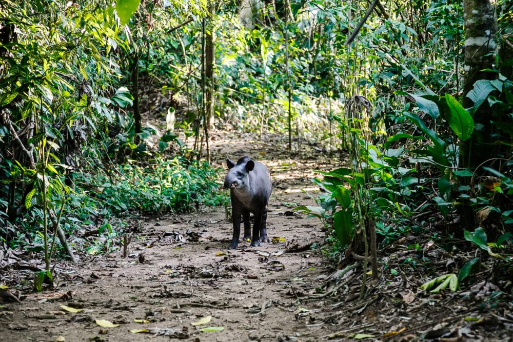 Tapir in Tambopata Peru.