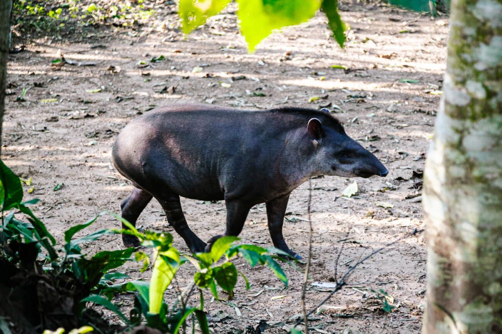 Tapir in Amazon rainforest.