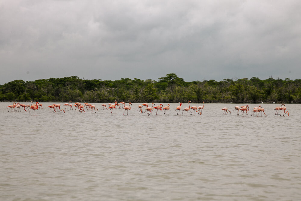Flamingo's in Santuario de Fauna y Flora Los Flamencos, in La Guajira Colombia.