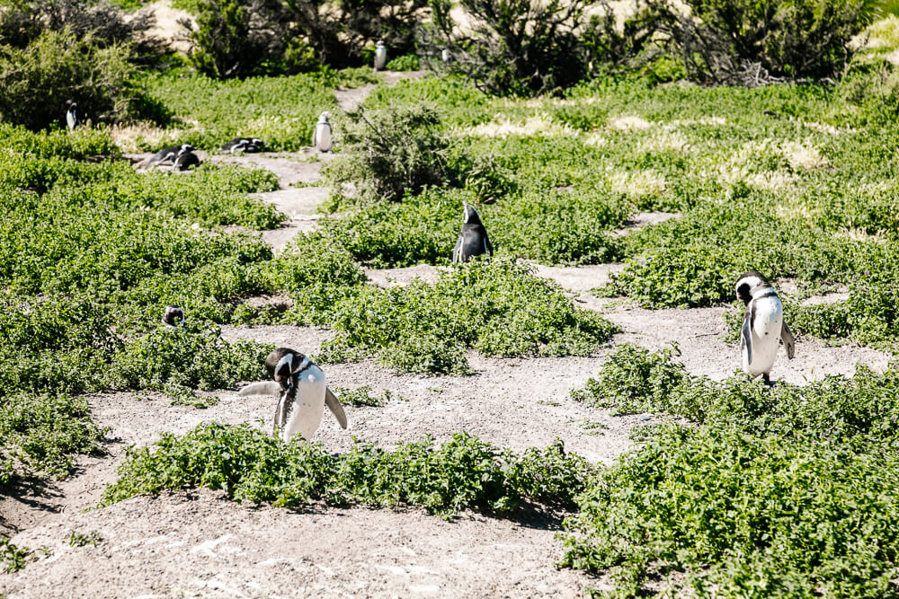 Punta Tombo penguin reserve in Argentina.