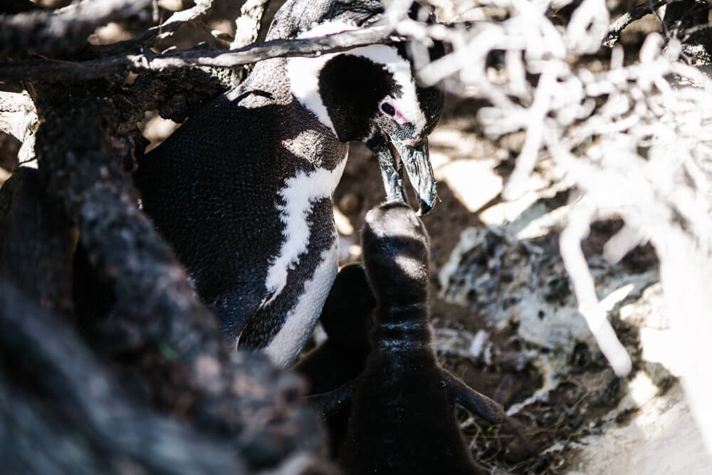 Penguin feeding baby in Punta Tombo.