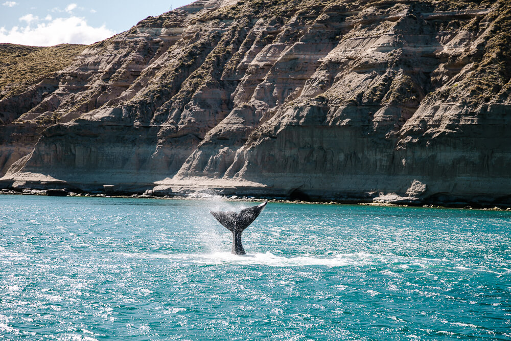 Whale watching is one of the best things to do during your Argentina itinerary for 3 weeks.