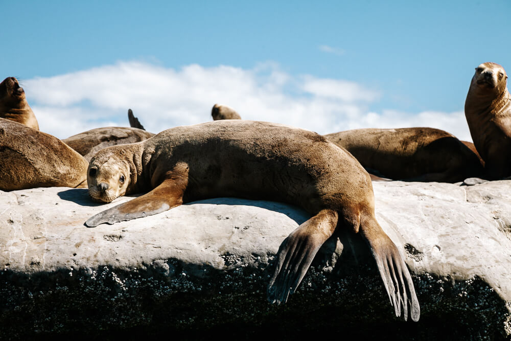 Sea lions in Peninsula Valdes.