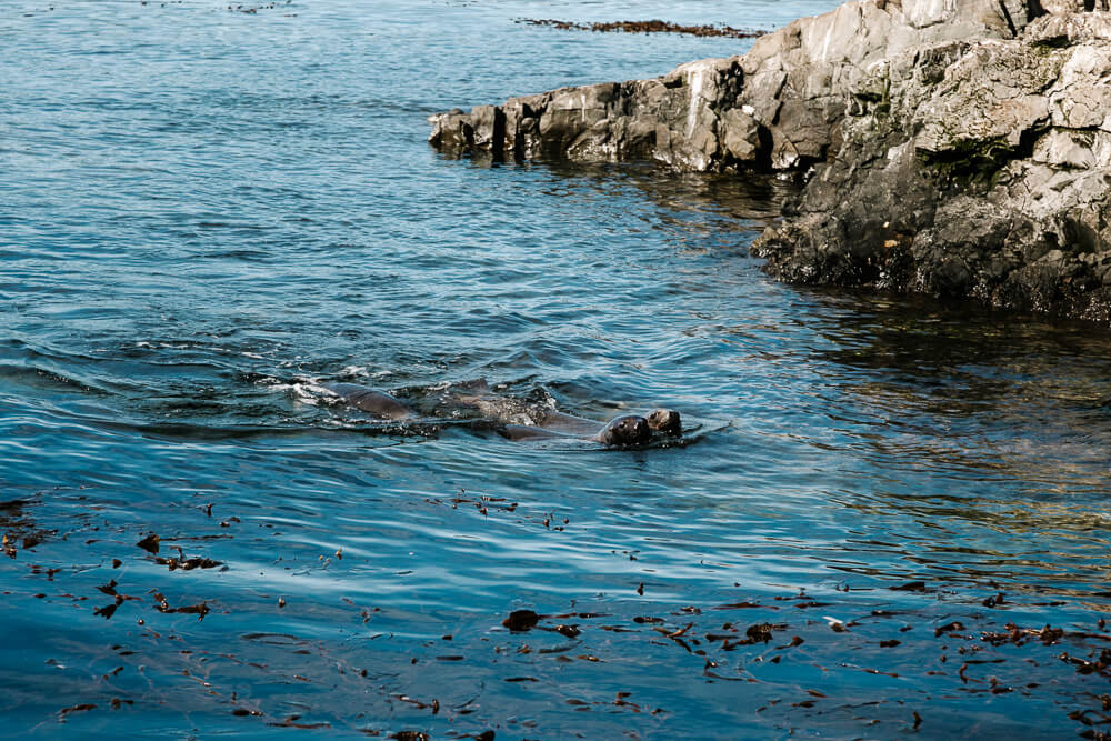 Sea lions in the Beagle kanaal.