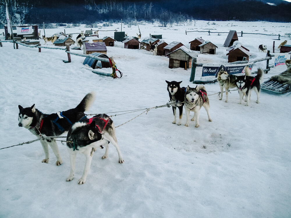 A dog sledding tour with the husky dogs is one of the best things to do in Ushuaia in winter - discover it in my travel guide.