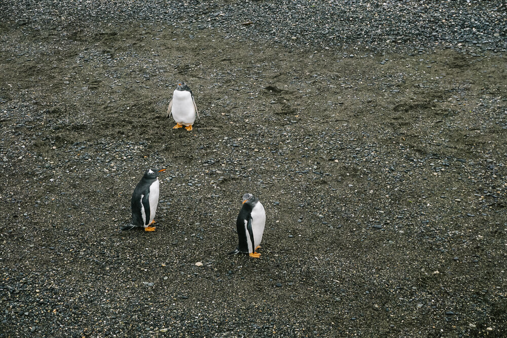 Isla Martillo, the island with the penguins where you have a good chance of seeing the King Penguin.