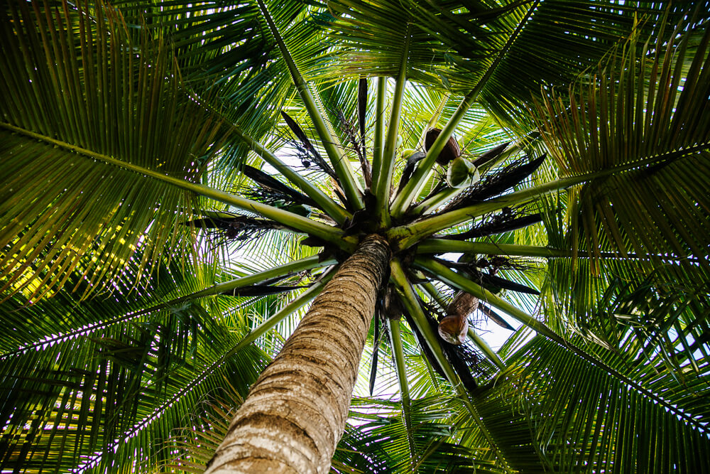Palmbomen.