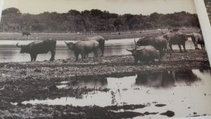 Buffalo Horns: An Unhappy Trophy