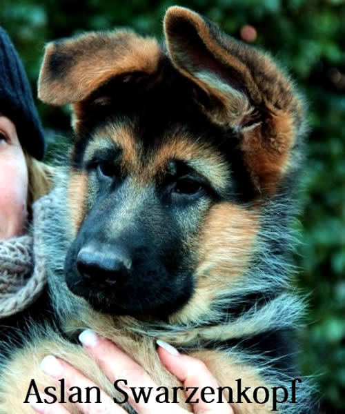 Cuccioli e Cuccioloni - Allevamento Pastore Tedesco Roma