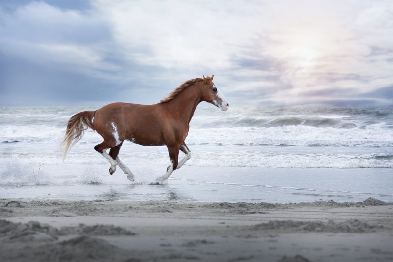 PMW photography - Patricia Wouterse - paardenfotograaf - Den Haag - fotoshoot op het strand, rauwe lucht