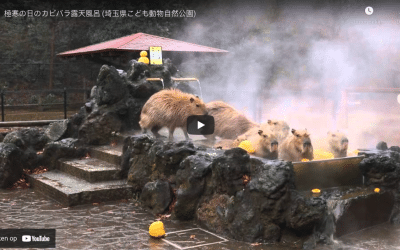 Capibara in hot spring