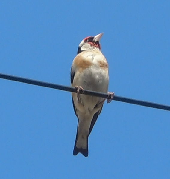 Goldfinch