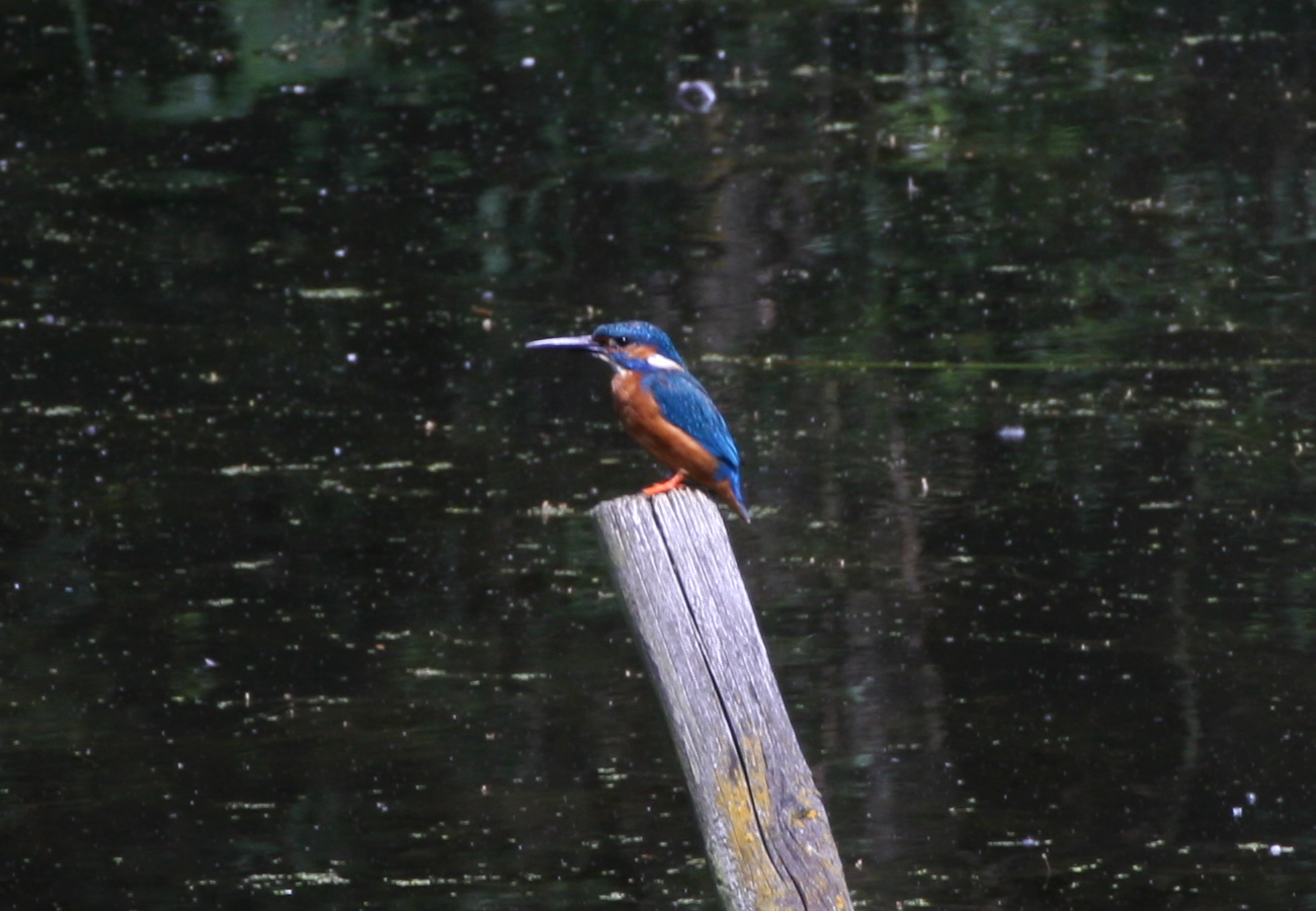 Kingfisher