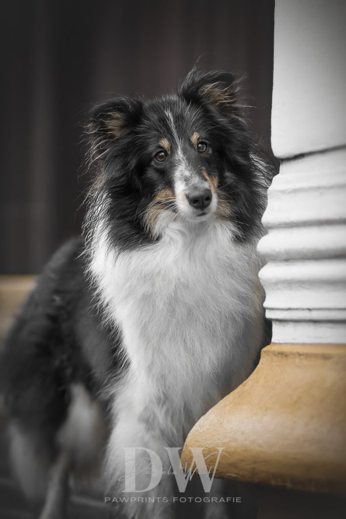 Pawprintsfotografie _DanielaWolf_TierfotografieZetelFrieslandWilhelmshaven_Sheltie_Bjella