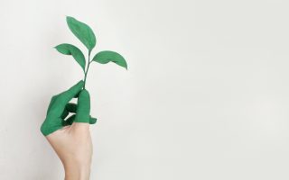 Foto van een hand dat een plantje omhoog houdt.