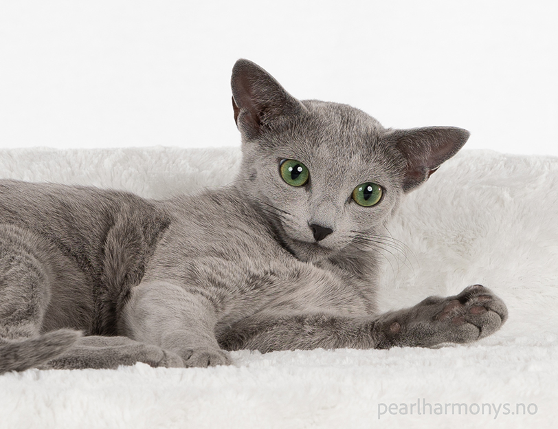 Nærbilde av Russisk blå/Russian blue hunnkatt. De store grønne øynene er karakteristisk for rasen.